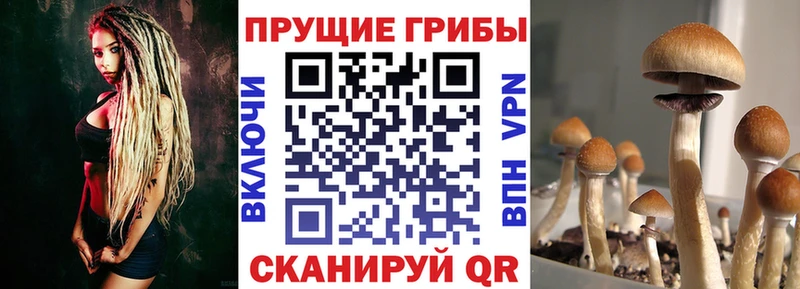 Купить  Балей  Галлюциногенные грибы Magic Shrooms 